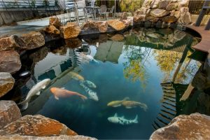 How Deep Should A Koi Pond Be?