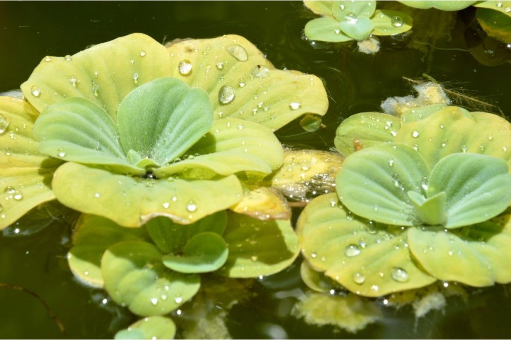 How To Oxygenate A Pond Without Electrical Pumps Water Heater Hub