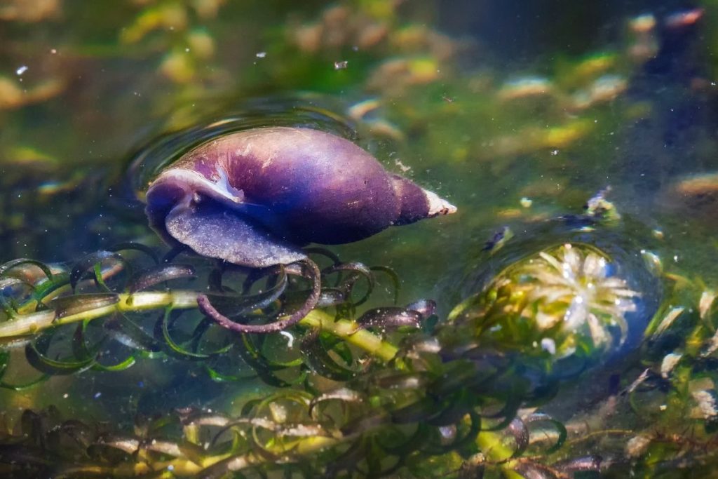 List Of Freshwater Pond Ecosystem [Updated] Water Heater Hub