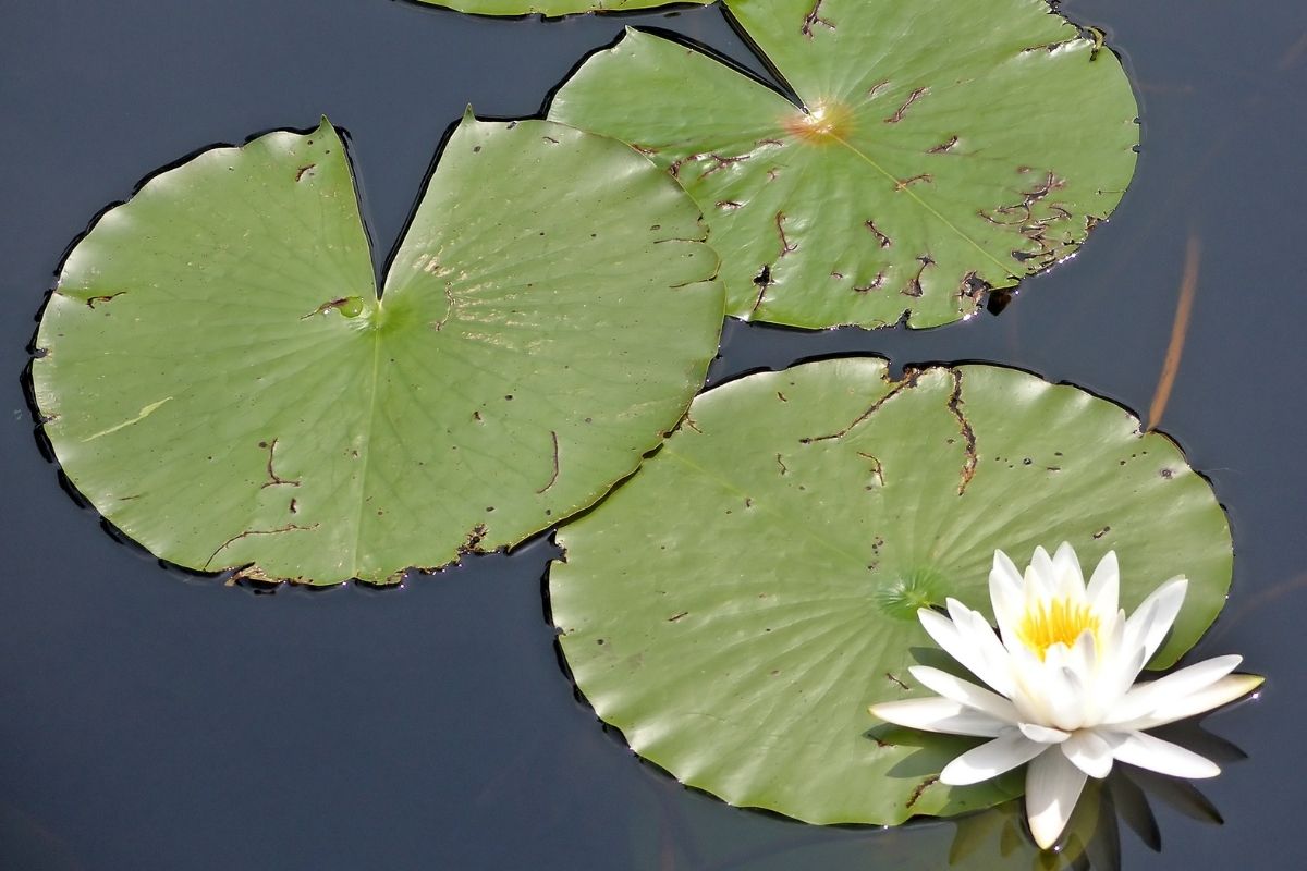 How Do You Get Rid Of Lily Pads From Your Pond Naturally? Water