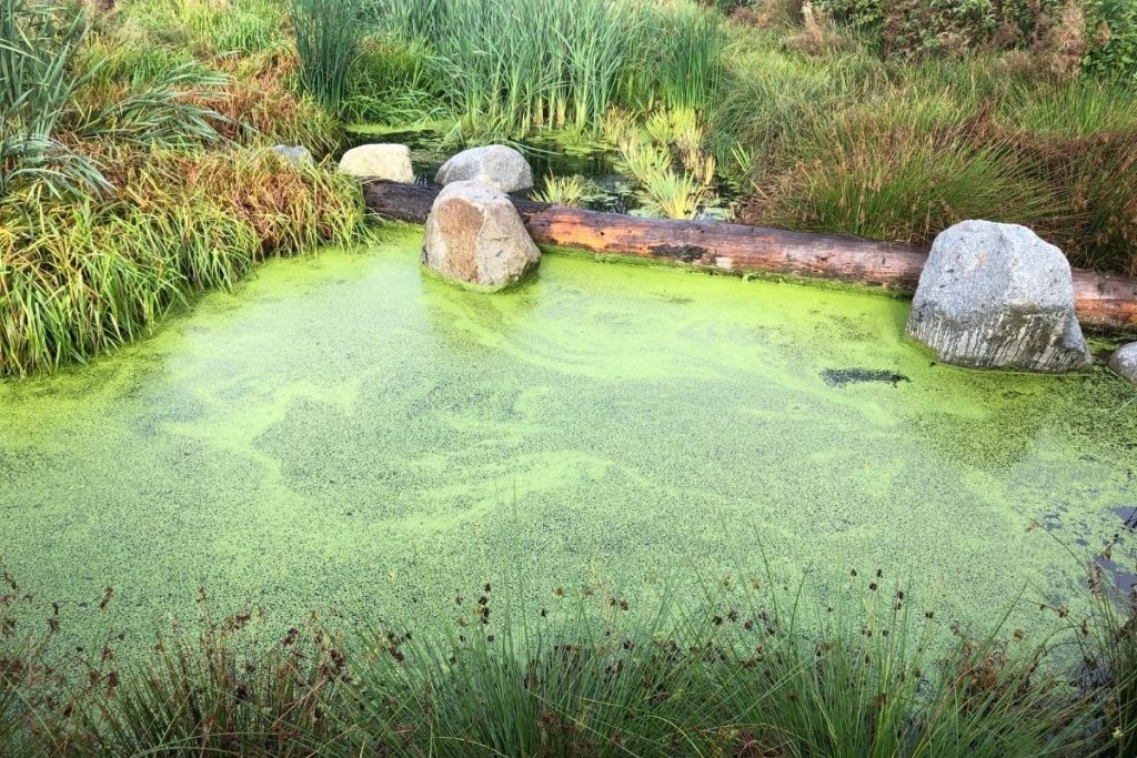 Small Pond Algae Control Water Heater Hub