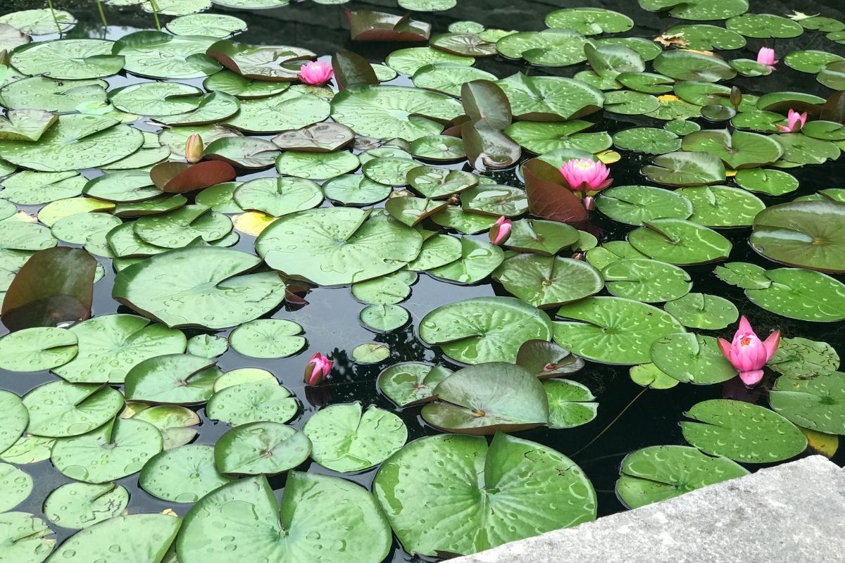 How Do You Get Rid Of Lily Pads From Your Pond Naturally? Water